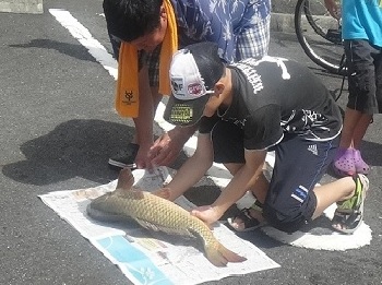 草津でホタルを楽しむ会　大きな鯉の写真
