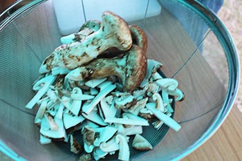 甲賀木の駅プロジェクト　活動の写真