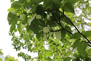 麻生里山センターの活動写真