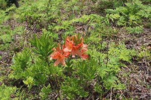 麻生里山センターの活動写真