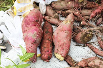 NPOぽぽハウス活動の写真