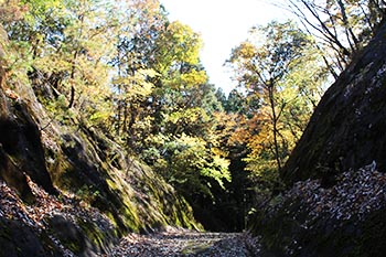 近江・里山の自然と文化財を学ぶ会の活動写真