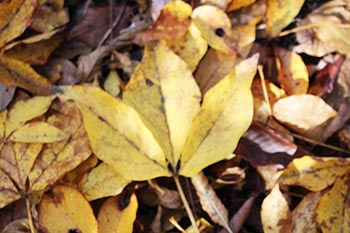 近江・里山の自然と文化財を学ぶ会の活動写真