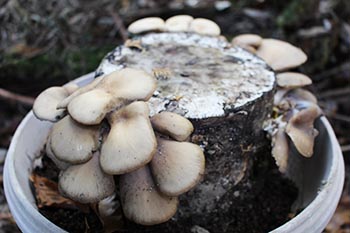近江・里山の自然と文化財を学ぶ会の活動写真