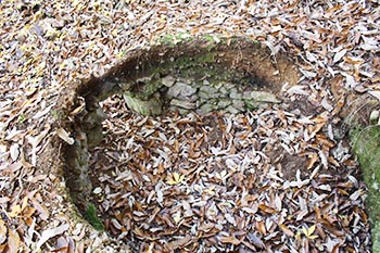 近江・里山の自然と文化財を学ぶ会の活動写真