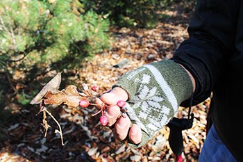 近江・里山の自然と文化財を学ぶ会の活動写真