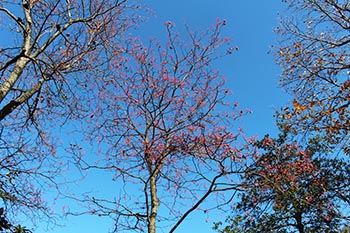近江・里山の自然と文化財を学ぶ会の活動写真