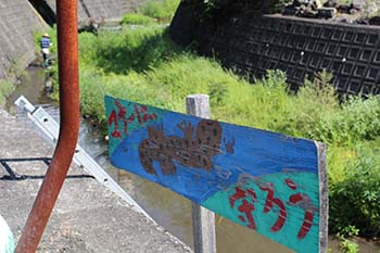 古橋のオオサンショウウオを守る会の活動写真