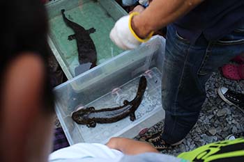 古橋のオオサンショウウオを守る会の活動写真