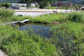 古橋のオオサンショウウオを守る会の活動写真