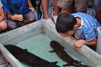 古橋のオオサンショウウオを守る会の活動写真