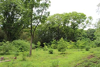 やす緑のひろば　活動の写真