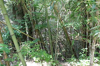 やす緑のひろば　活動の写真