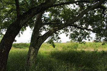 やす緑のひろば　活動の写真