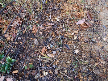富之郷里山クラブの活動のようす画像