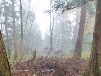 日本熊森協会滋賀県支部　活動のようす画像
