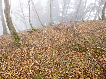 日本熊森協会滋賀県支部　活動のようす画像