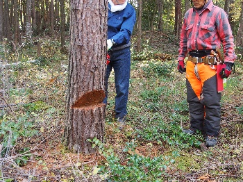 富之郷里山クラブの活動のようす画像