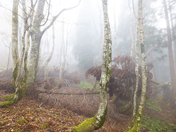 日本熊森協会滋賀県支部　活動のようす画像