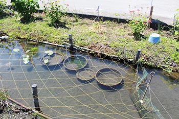 ヤナちゃんクラブ　活動のようす画像