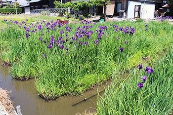 ヤナちゃんクラブの活動のようす画像