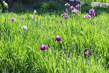 ヤナちゃんクラブの活動のようす画像