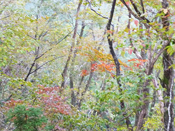 日本熊森協会滋賀県支部　活動のようす画像