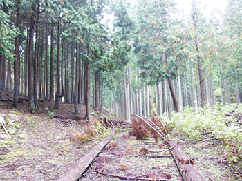日本熊森協会滋賀県支部　活動のようす画像
