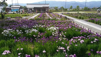 ヤナちゃんクラブ活動のようす画像