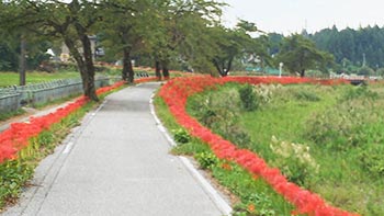 徳山環境保全会　活動のようす画像