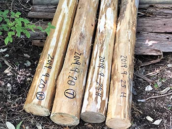 猪子山・地獄越え周辺の山道を良くする会 　活動のようす画像