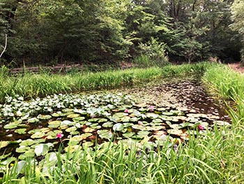 森の風音　活動のようす画像