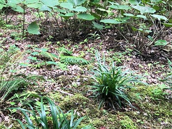 森の風音　活動のようす画像