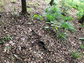 森の風音　活動のようす画像