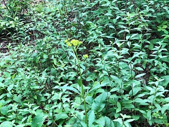 森の風音　活動のようす画像