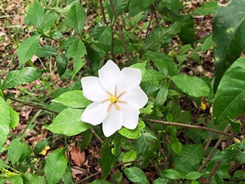 森の風音　活動のようす画像