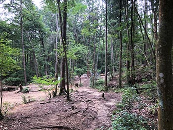 森の風音　活動のようす画像