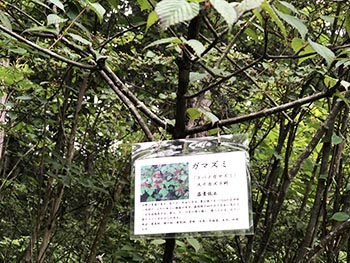 森の風音　活動のようす画像