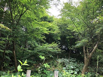 森の風音　活動のようす画像