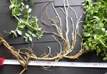 滋賀植物同好会の活動のようす画像