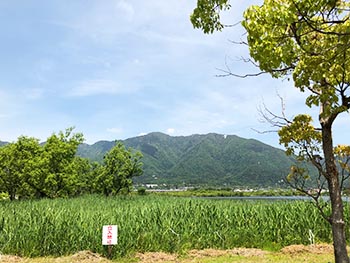 滋賀植物同好会の活動のようす画像