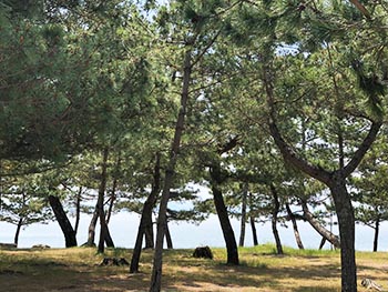 滋賀植物同好会の活動のようす画像