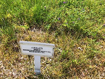 滋賀植物同好会の活動のようす画像