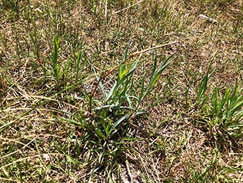 滋賀植物同好会の活動のようす画像