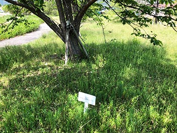 滋賀植物同好会の活動のようす画像