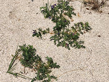 滋賀植物同好会の活動のようす画像