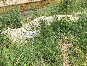 滋賀植物同好会の活動のようす画像