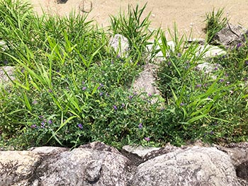 滋賀植物同好会の活動のようす画像