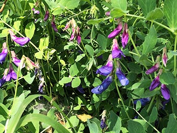 滋賀植物同好会の活動のようす画像