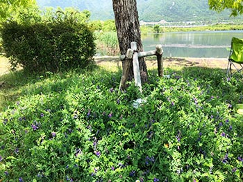 最初の訪問先は近江舞子内湖の公園内の群生地です。ＪＲ湖西線の近江舞子駅で下車し、湖岸へ向かいます。
